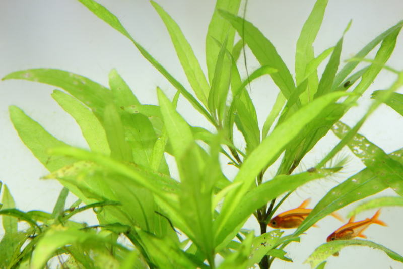 植栽から111日目　ニューラージリーフハイグロ